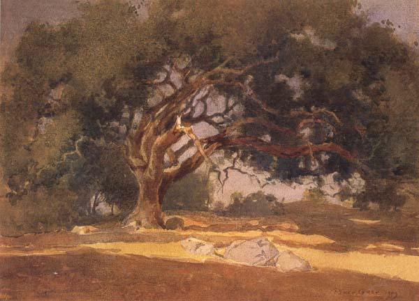 unknow artist Oak Canopy oil painting image